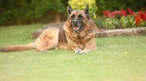 Dog stand up when named Stock Footage 21434128