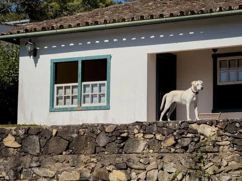 Dog Standing Alone on a Wall by Rustic House Foto stock