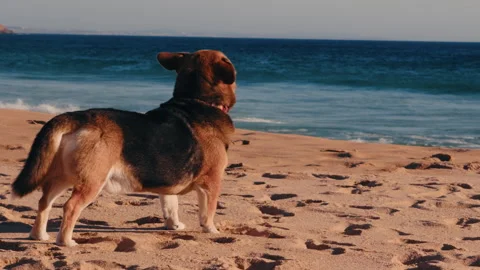 Dog standing on beach watching ocean surfers at sunset. Stock Footage 337316276