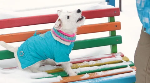 Dog standing on a bench Stock Footage 59855607