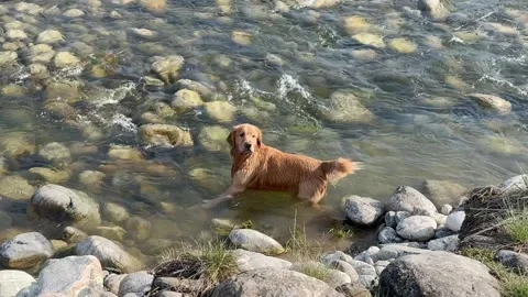 Dog standing in crystal clear river water with stones in mountain nature. 库存影片 332310678