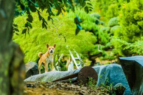 Dog standing in defensive position Foto stock