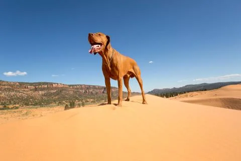 Dog standing in desert Stock Photos
