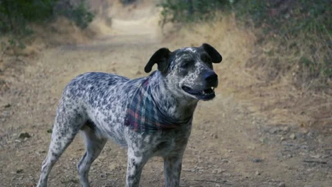 A dog that is standing in the dirt Stock Footage 155402180