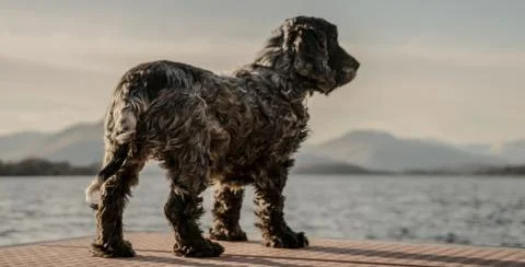 Dog standing on the edge of a lock Stock Photos