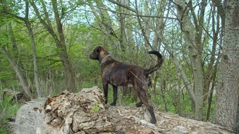 A dog standing on a fallen tree. Stock Footage 285932248