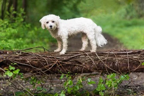 Dog standing on fallen tree Stock Photos
