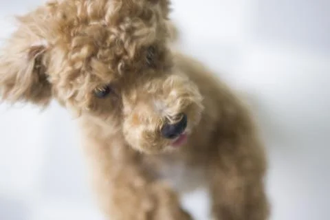 Dog standing on floor Stock Photos