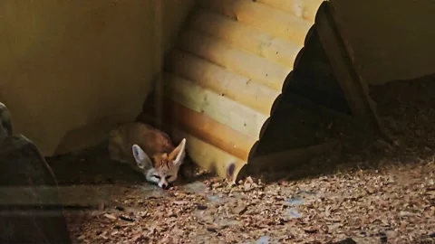 A dog that is standing. Stock Footage 282998299