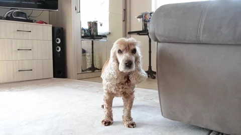 Dog is standing in front of a couch Stock Footage 303227652