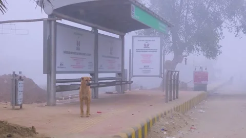 Dog standing in front of an empty bus stop in gurgaon in front of empty roads Stock Footage 331259880