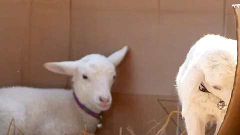 A dog standing in front of a mirror posing for the camera Видео 156844935