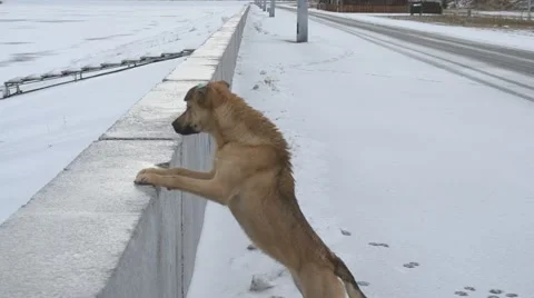 Dog standing with front paws on concrete parapet 스톡 동영상 45882658