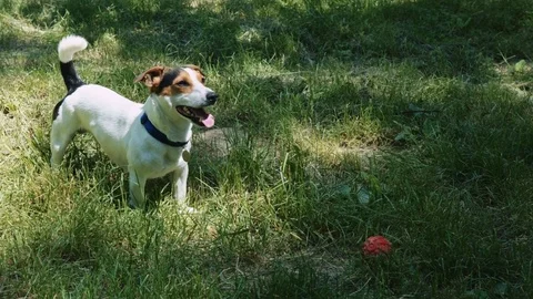 Dog is standing on the grass and wagging his tail. Stock Footage 76758960