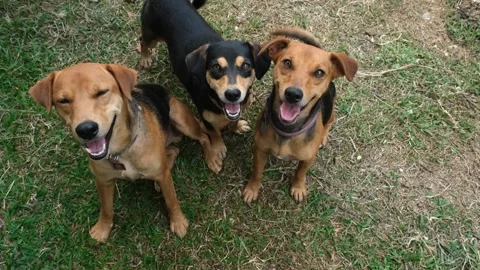 A dog standing on grass 스톡 동영상 156843939