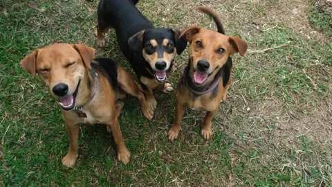 A dog standing on grass 스톡 동영상 157864253