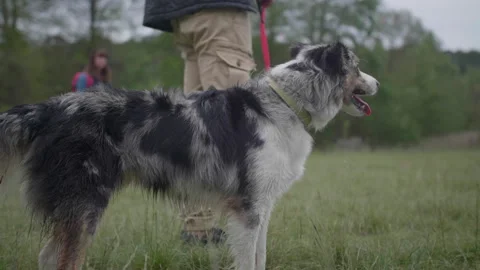 Dog standing on grass outdoors, Medium shot Slow Motion Stock Footage 340567001