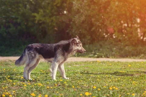 Dog standing on the grass Stock Photos