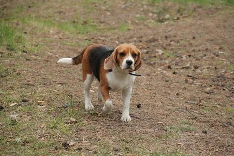 A dog standing on grass Stock-Fotos