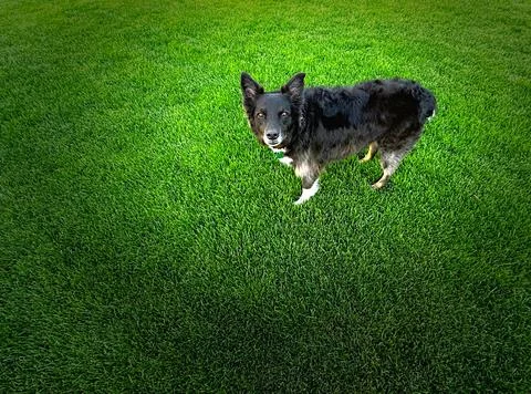 Dog Standing on Grass Stock Photos