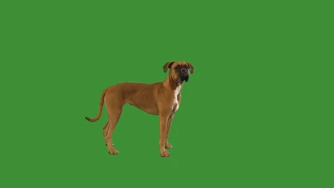 Dog standing on a green screen Stock Footage 95641855
