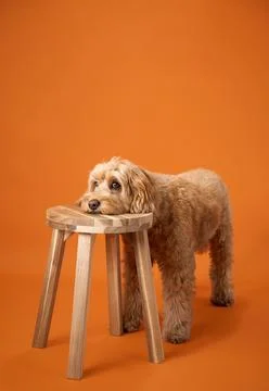 Dog standing with head on stool Stock Photos