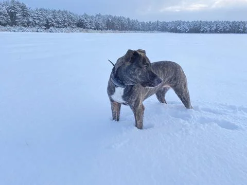 Dog is standing in the high snow Stock Photos