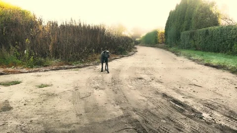 Dog standing on a misty path surrounded by greenery in the early morning Stock Footage 319757904