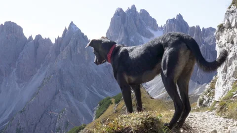 Dog standing on mountain path with mountains in the background Stock Footage 143380916