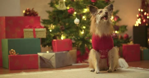 Dog standing next to christmas tree Vídeos de archivo 143840592