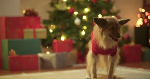 Dog standing next to christmas tree Vidéo 143841910