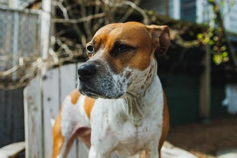 Dog standing outside in a backyard during the daytime, looking off to the s.. 库存照片