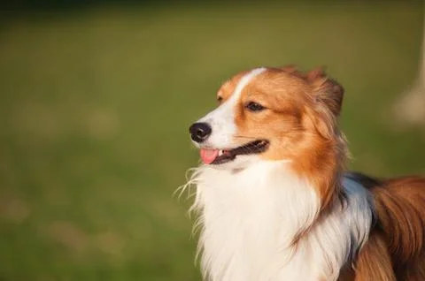 Dog standing Stock Photos