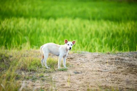 dog standing Foto stock