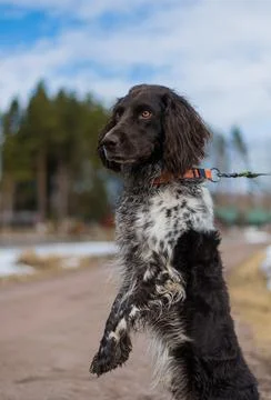Dog standing 스톡 사진