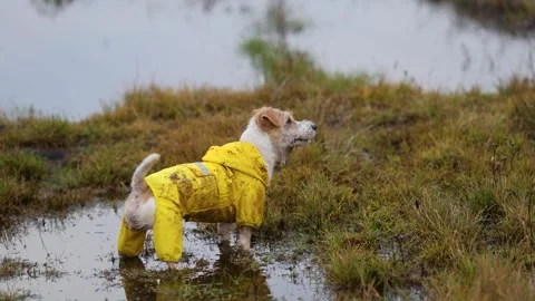 The dog is standing in a puddle. Jack Russell Terrier in a yellow raincoat Stock Footage 255227478