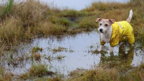 The dog is standing in a puddle. Jack Russell Terrier in a yellow raincoat. Wet  Stock Footage 255227818