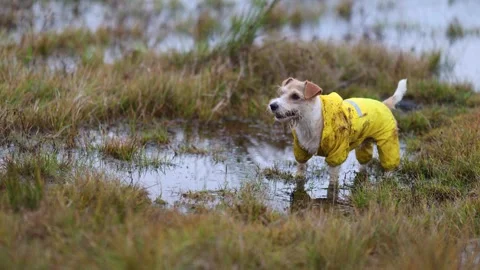 The dog is standing in a puddle. Jack Russell Terrier in a yellow raincoat catch Stock Footage 255227890