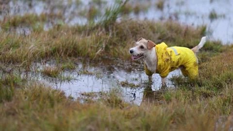 The dog is standing in a puddle. Jack Russell Terrier in a yellow raincoat Stock Footage 255228361