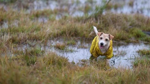 The dog is standing in a puddle. Jack Russell Terrier in a yellow raincoat Stock Footage 255228842