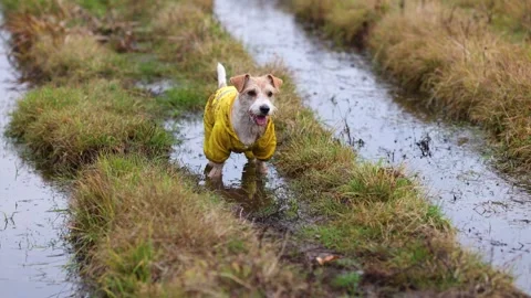 The dog is standing in a puddle. Jack Russell Terrier in a yellow raincoat Stock Footage 255228962