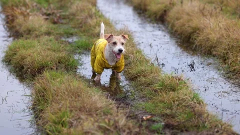 The dog is standing in a puddle. Jack Russell Terrier in a yellow raincoat Stock Footage 255229294