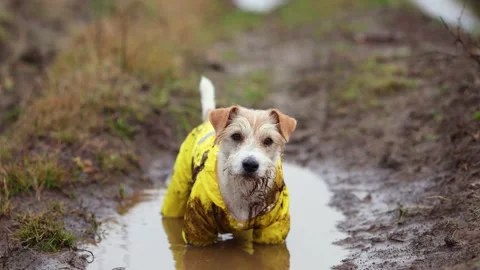 The dog is standing in a puddle. Jack Russell Terrier in a yellow raincoat Stock Footage 255229620