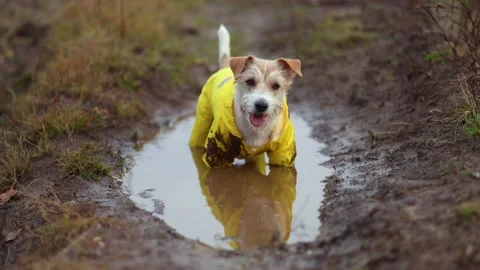 The dog is standing in a puddle. Jack Russell Terrier in a yellow raincoat Stock Footage 255229822