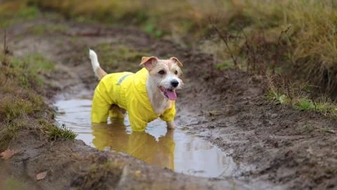 The dog is standing in a puddle. Jack Russell Terrier in a yellow raincoat Stock Footage 255230080