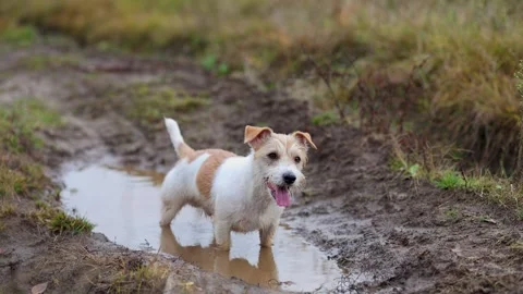 The dog is standing in a puddle. Jack Russell Terrier is walking on the street.  Stock Footage 255230163