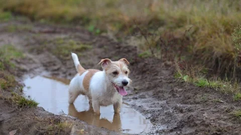 The dog is standing in a puddle. Jack Russell Terrier is walking on the street.  Stock Footage 255230318