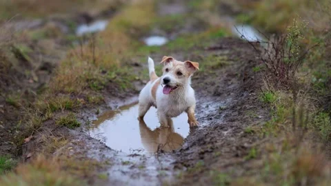 The dog is standing in a puddle. Jack Russell Terrier is walking on the street.  Stock Footage 255230812