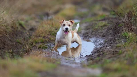 The dog is standing in a puddle. Jack Russell Terrier is walking on the street.  Stock Footage 255231192