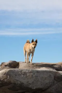 Dog standing on rocks Stock Photos